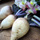 Front view of Helenor rutabaga showcasing 4 inch uniform root with bicolor purple top and pale base on a wooden surface