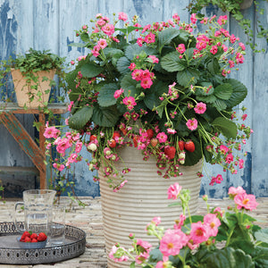 Summer Breeze Cherry Blossom strawberry plant with pink flowers and ripe berries in cream pot against blue fence