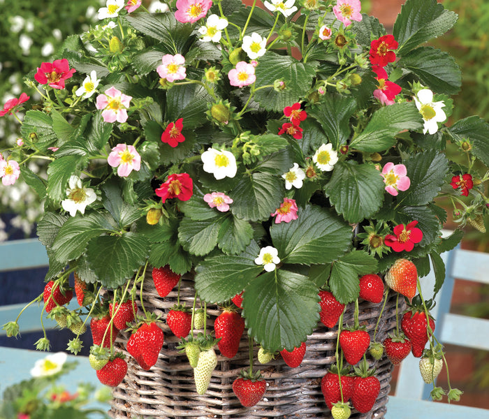 Close-up of Rainbow Treasure strawberry plant showing multicolored white, pink, and deep-rose flowers and ripe red berries in a hanging basket