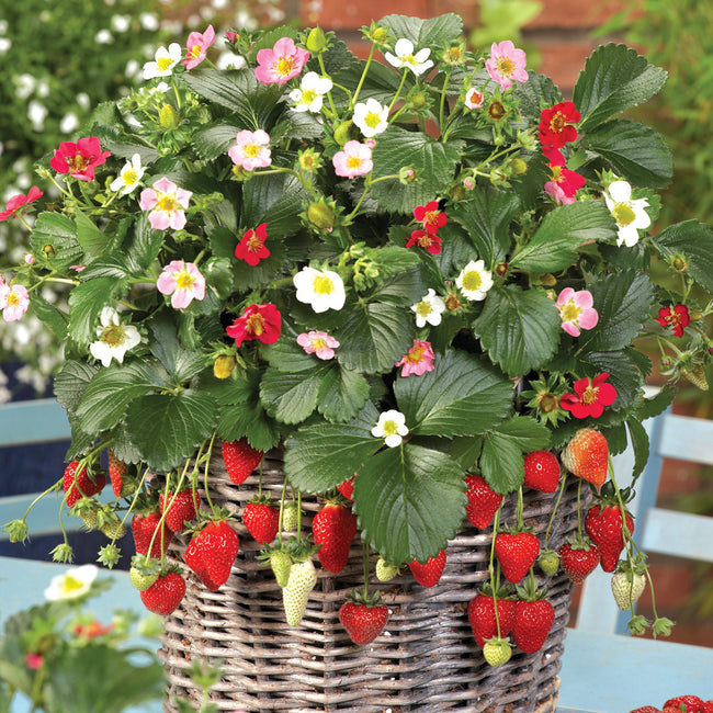 Close-up of Rainbow Treasure strawberry plant showing multicolored white, pink, and deep-rose flowers and ripe red berries in a hanging basket