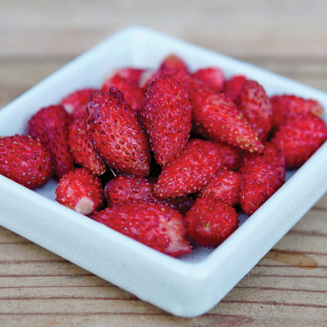Close-up three-quarter view of Italian Alpine strawberries in a white square dish showing deep red, fingertip-size berries on a wooden surface