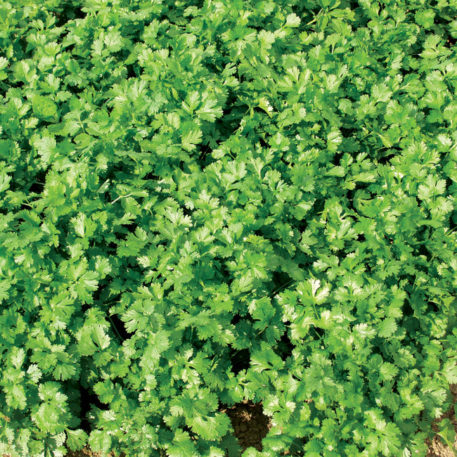 Close-up of coriander seed disk showcasing cilantro foliage with dense dark green leaves