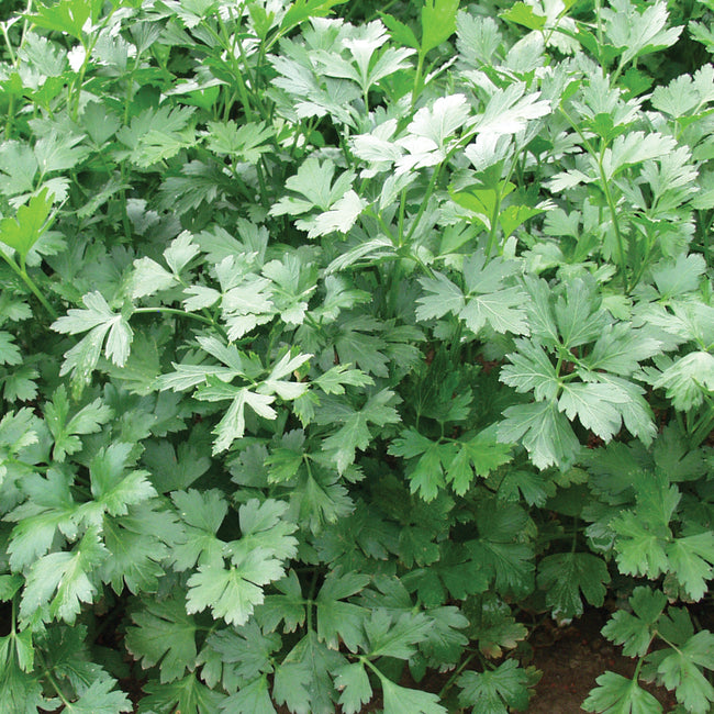 Close-up of Laika flat-leaf parsley showing smooth, large dark green leaves in a garden setting