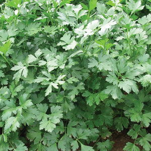 Close-up of Laika flat-leaf parsley showing smooth, large dark green leaves in a garden setting