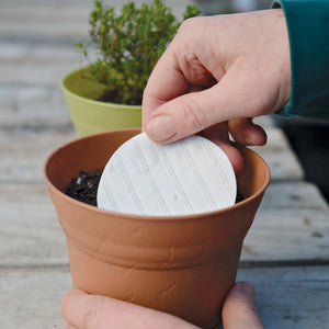 Close-up of a hand placing a round herb seed disk into a terracotta pot of soil with a potted herb in the background