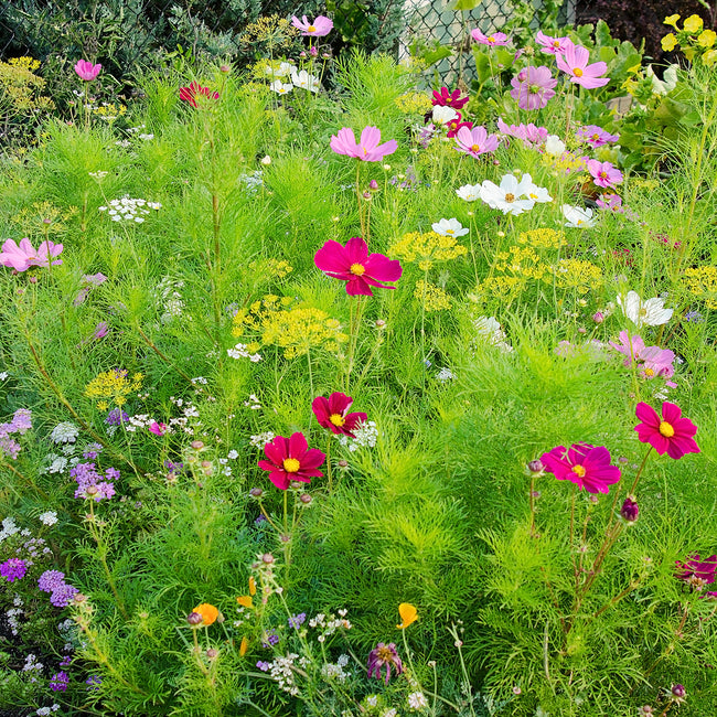 Close-up of Beneficial Bug seed mat mix showcasing assorted flowering annuals and native wildflowers on a green background