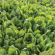 Close-up of Red Tabby spinach leaves showing smooth dark green oval leaves with magenta veins and stems