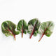 Close up of four Red Tabby spinach leaves showing smooth dark green oval leaves with magenta veins and red stems on white background