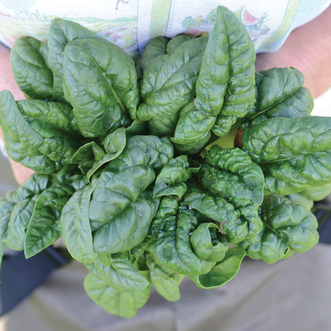 Overhead view of Bloomsdale Savoy spinach showing a bunch of dark green, savoyed crinkled leaves held in hands