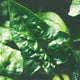 Close-up of Bloomsdale Savoy spinach leaves showing dark green savoyed texture on blurred garden background