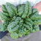 Overhead view of Bloomsdale Savoy spinach showing a bunch of dark green, savoyed crinkled leaves held in hands