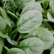 Close-up of Patton spinach leaves showcasing semi-savoyed dark green, thick succulent leaves with blurred green background