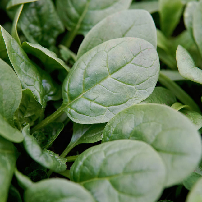 Close-up of Patton spinach leaves showcasing semi-savoyed dark green, thick succulent leaves with blurred green background