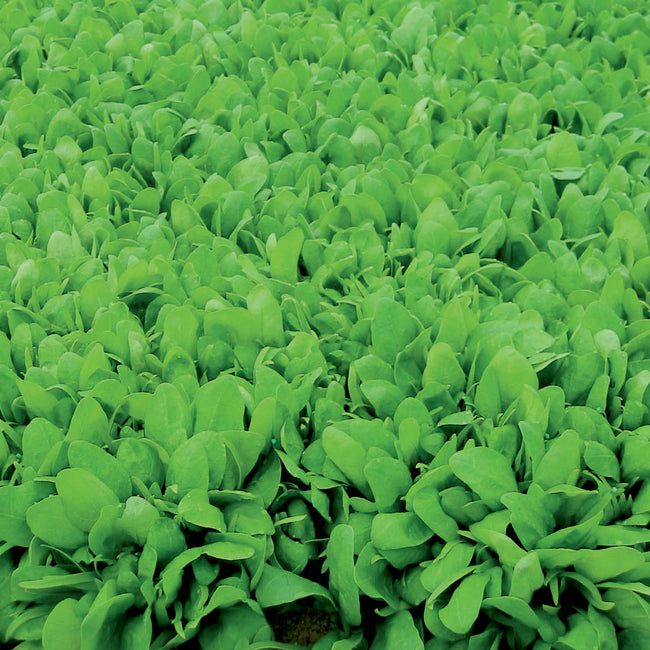 Close-up of Renegade spinach leaves showing smooth, round, dark green leaves in a dense planting