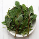 Top-down view of Red Snapper baby leaf spinach showcasing red stems and deeply lobed green leaves on a white plate