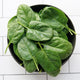 Top-down view of Space organic spinach leaves showing smooth dark-green savoyed leaves in a white bowl on tiled background