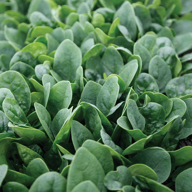 Close-up of Tribute spinach plants showing uniform oval dark green leaves on upright stems in a dense planting