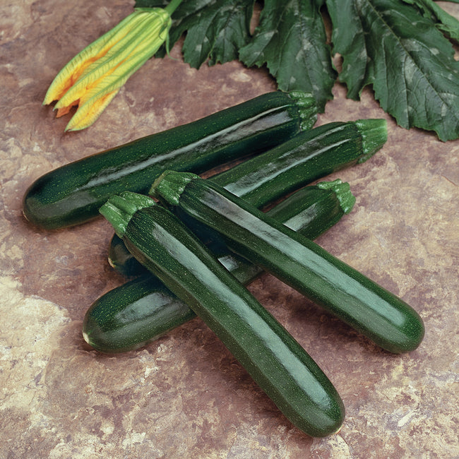 Angled view of Noche zucchini showing dark glossy 7 to 8 inch fruits on a stone surface with blossom and leaf in background