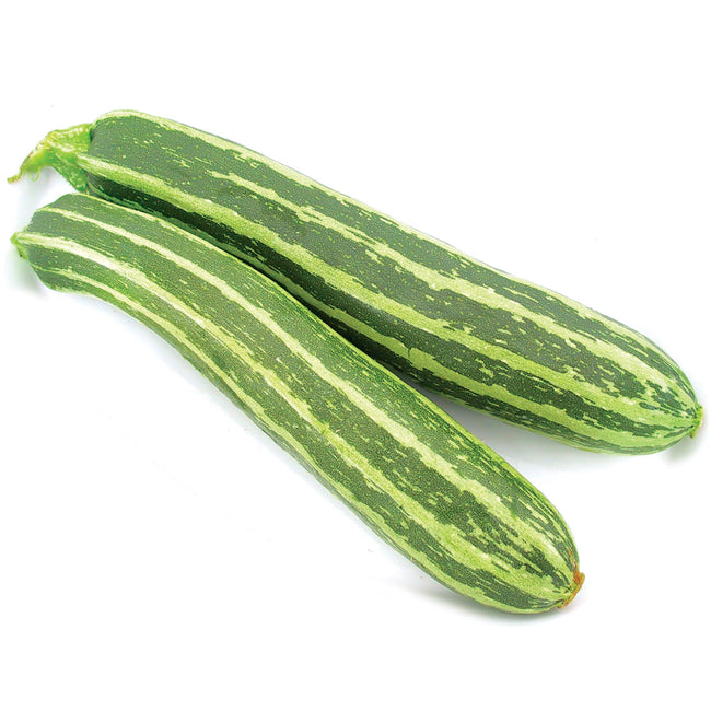 DARIO-SQUASH SUMMER