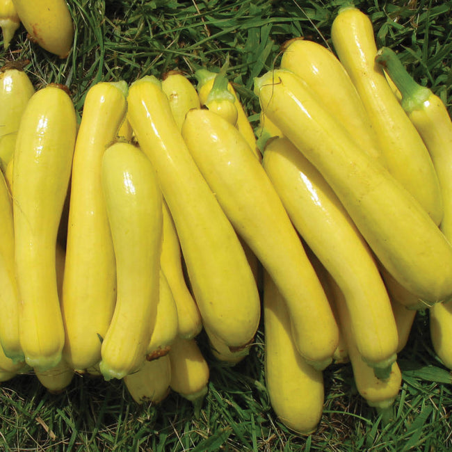 Close-up of Slick Pik YS 26 summer squash showing many long, smooth, lemon-yellow straightneck fruits on grass