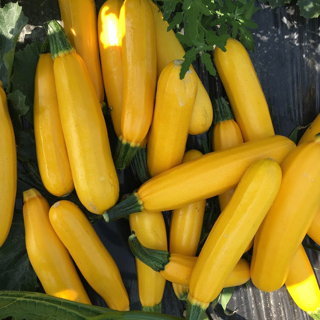 GOLDEN STAR-SQUASH SUMMER
