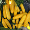 GOLDEN STAR-SQUASH SUMMER