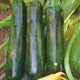 Close-up of Black Beauty summer squash showcasing two dark cylindrical zucchini fruits on green foliage background