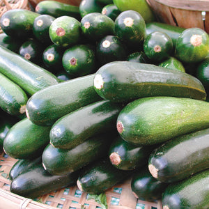 BLACK BEAUTY-SQUASH SUMMER