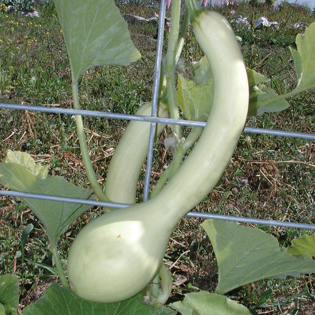 Three-quarter view of Tromboncino summer squash showing long pale green curved fruit on vine
