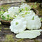 Front view of Benning's Green Tint summer squash showing pale green scalloped fruit and sliced interior on a wooden board