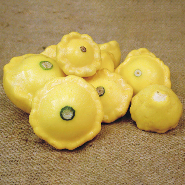 Front view of Sunburst summer squash showcasing bright yellow scalloped pattie-pan fruits on a light brown surface