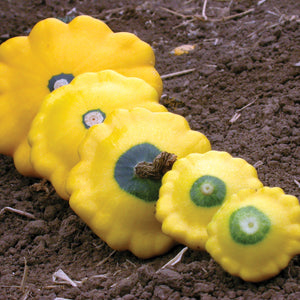 Top-down view of Sunburst summer scallop (pattypan) squash slices showing bright yellow scalloped edges on soil background