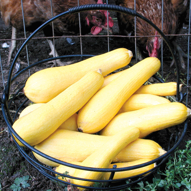 Front view of Superpik yellow summer squash showing straight-neck shape and smooth yellow skin in a wire basket