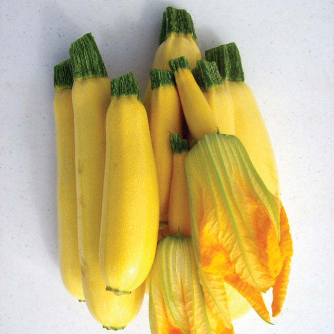 Close-up of Cube of Butter summer squash showing several lemon-yellow straightneck fruits with blossom on white background