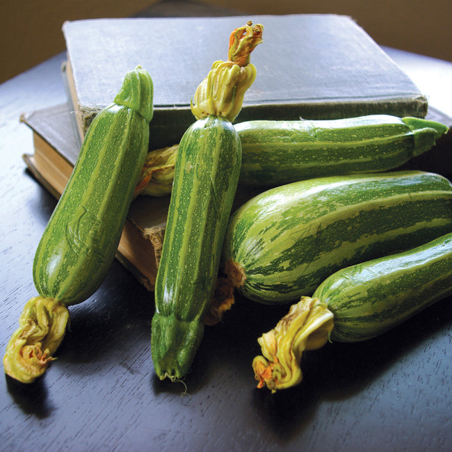 Close-up of Bush Baby summer squash showing light and dark green stripes on white background