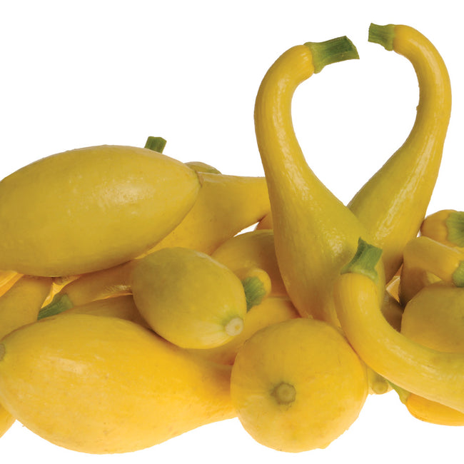 Front view of Delta summer squash showing several buttery yellow crookneck fruits on white background