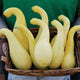 Close up of Delta summer squash showing multiple buttery yellow crookneck fruits in a woven basket