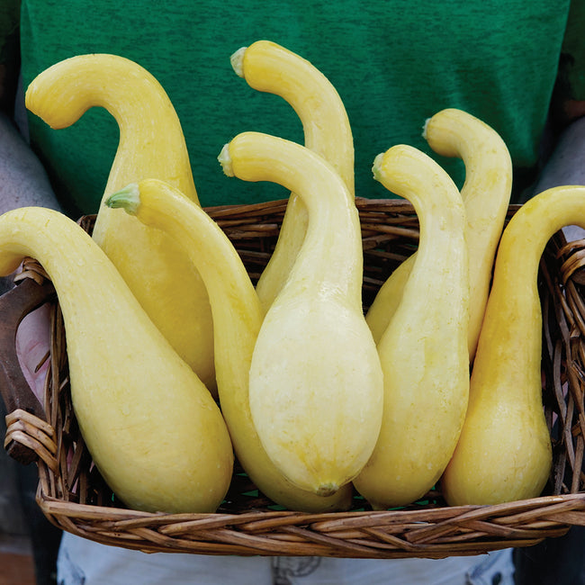 Close up of Delta summer squash showing multiple buttery yellow crookneck fruits in a woven basket