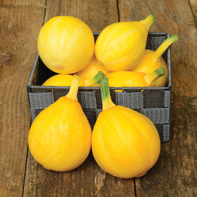 LEMON-SQUASH WINTER