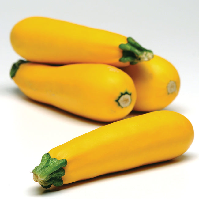 Front view of Easypick Gold II summer squash showing glossy deep-yellow zucchini fruits on white background