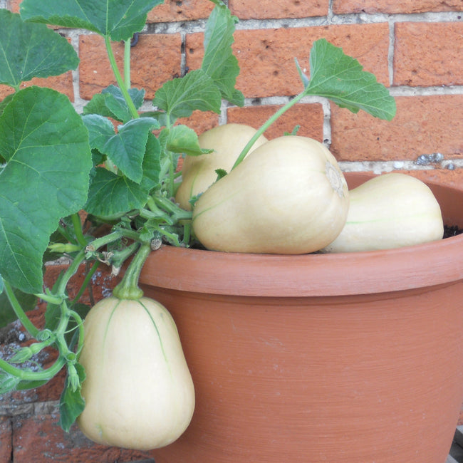 Close-up of Butterbush winter squash showing three small butternut-shaped fruits and leaves in a terracotta pot against a brick wall