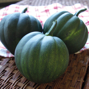 Front view of Honey Bear acorn winter squash showing dark green 1-pound fruits grouped on a straw background