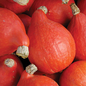Close-up of Red Kuri winter squash showing teardrop shape and bright orange smooth skin on white background