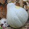 Front view of Sugar Hubbard winter squash showing blue-gray bumpy skin and teardrop shape with wood and straw background