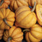 Three-quarter view of Thelma Sanders sweet potato acorn squash showing beige deeply ridged skin and rounded shape on a white background