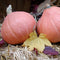 Front view of Gold Nugget winter squash showing two small round golden-orange fruits with ribbed skin on straw background
