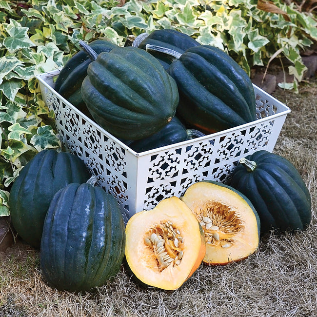 Front view of Reno acorn winter squash in a crate showing dark green ribbed fruits and a halved squash with golden orange flesh on grass background