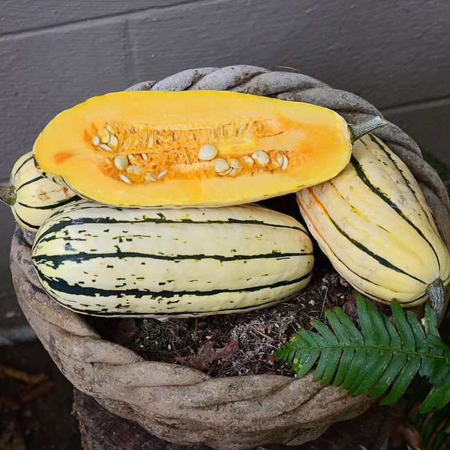 Group of Bush Delicata winter squash, one cut open to show bright orange flesh on a white background
