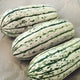 Three-quarter view of Bush Delicata winter squash showing oblong cream skin with green stripes on a light background