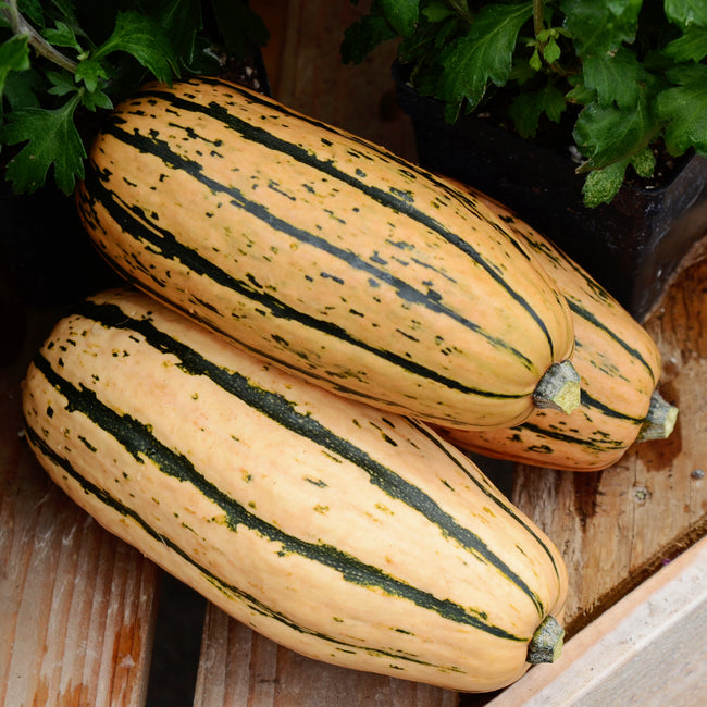Angled side view of two Honeyboat winter delicata squash showing tan skins with dark green lengthwise stripes on a wooden surface